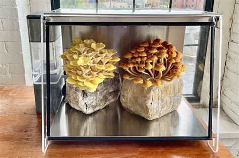 Put the mushrooms in the right environment. . Mushroom growing cabinet